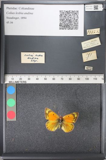 Media type: image;   Entomology 124622
